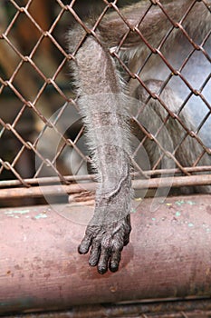 monkey hand of a chimpanzee in a cage