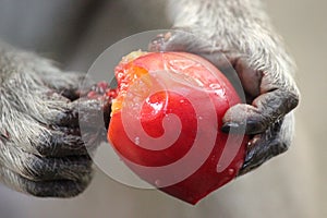 Monkey hand holding and peeling red fruit