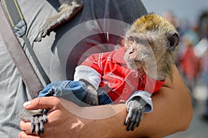 Monkey on the hands of the owner