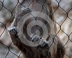 A monkey hanging on the fence