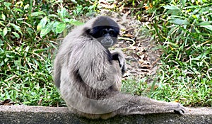 A monkey hanging out.