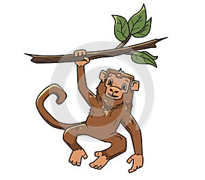 Monkey hanging on a tree branch. Animal character, vector illustration, isolated on white.