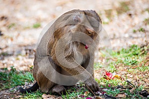 Monkey having meal at the park in Phuket. Thailand. Macaca leonina. Northern Pig-tailed Macaque