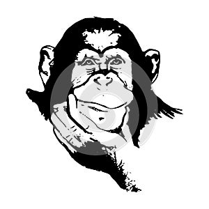 Monkey head (graphics) - chimpanzees