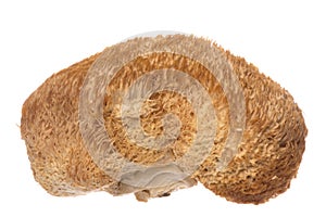 Monkey Head Mushroom Isolated