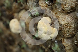 Monkey head mushroom (Yamabushitake mushroom) growing in a farm