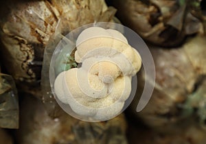 Monkey head mushroom (Yamabushitake mushroom) growing in a farm