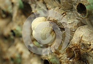 Monkey head mushroom (Yamabushitake mushroom) growing in a farm