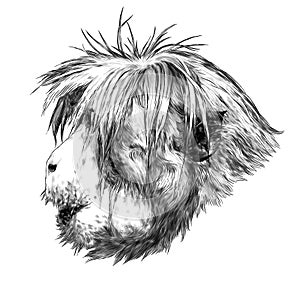 Monkey head in profile with shaggy hairstyle