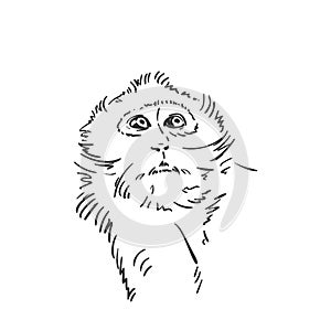 Monkey head sketch, Macaque looking up portrait hand drawn vector black and white