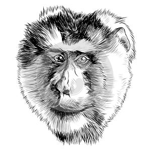 Monkey head sketch vector graphics