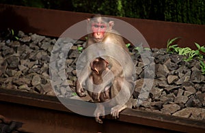 Monkey with her baby sitting on a railway track