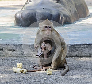 Monkey and her kid eating corn in the zoo