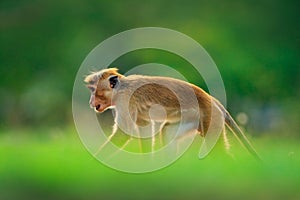 Monkey hidden in the grass. Toque macaque, Macaca sinica, monkey with evening sun. Macaque in nature habitat, Sri Lanka. Detail of