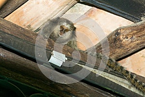 Monkey hiding in the rafters or ceiling of a house