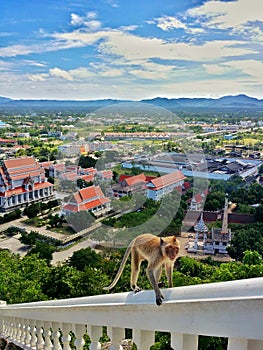 Monkey on high viewpoint.