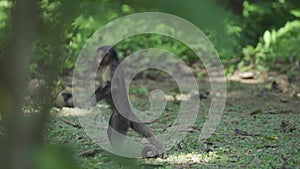 Monkey on Hind Legs Observing Surroundings Before Descending