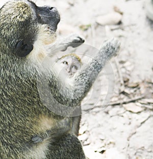 Monkey with his calf in his arms photo