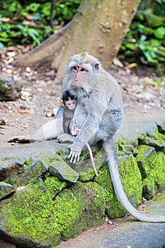 Monkey with his cub is sitting on the stones