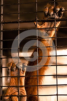 Monkey hold cage Seeking independence