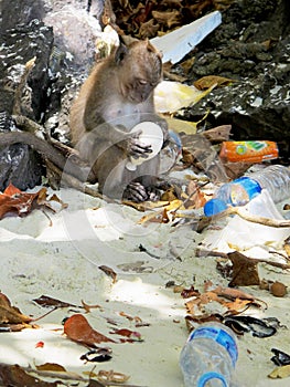 Monkey holding balloon pollution 2/2