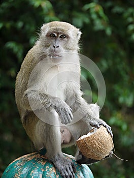 Monkey Holding a Coconut