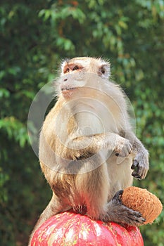 Monkey holding a coconut