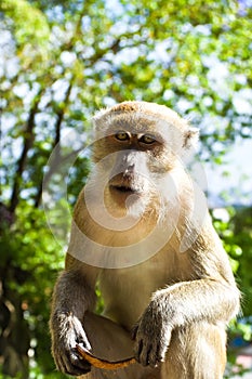 Monkey holding a coconut shell
