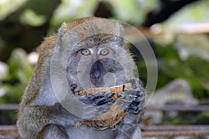 Monkey holding a coconut shell