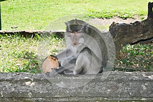 Monkey with coconut in the park
