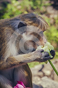 Monkey holding a flowers