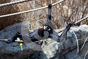 a monkey holding on to a rope with leaves in it