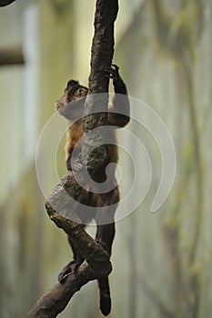Monkey holding onto a vine