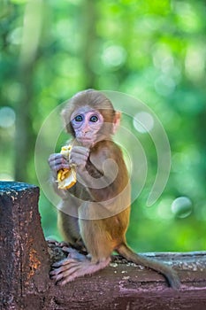 Monkey holding piece of fruit to eat