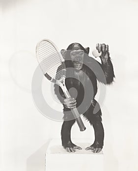 Monkey holding a tennis racket and ball