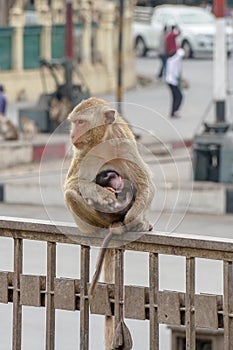 Monkey holds it`s baby on a fence in Lopburi