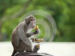 Monkey holds three bananas