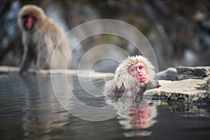 monkey in hot spring Onsen, Japan