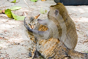 Monkey hugging cat