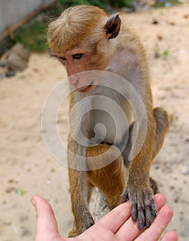 Monkey human friendship