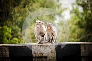 Monkey at Idukki photo