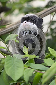 Monkey imperial tamarin sitting in the foliage of a tree