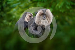 Monkey from India, fur coat cleaning. Lion-tailed macaque, Macaca silenus, mane monkey endemic to the Western Ghats of South India