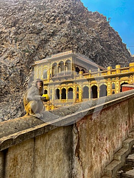 A monkey inside Galta Ji Hindu temple near Jaipur, Rajasthan