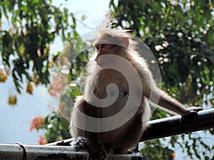 Monkey inside Periyar National Park, Kerala