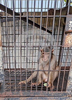 a monkey is in an iron cage