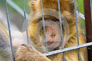 Monkey in the iron cage