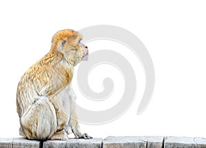 Monkey isolated on white background. Barbary macaque sitting on wooden fence isolated on white background.