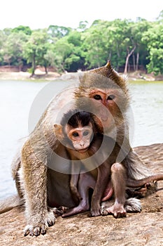 Monkey with its baby
