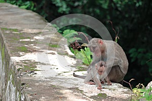 A monkey with its baby